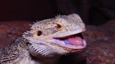 (Pogona Vitticeps) Agamid Kertenkele, Sakallı Ejderha