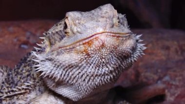 (Pogona Vitticeps) Agamid Kertenkele, Sakallı Ejderha