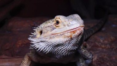 (Pogona Vitticeps) Agamid Kertenkele, Sakallı Ejderha