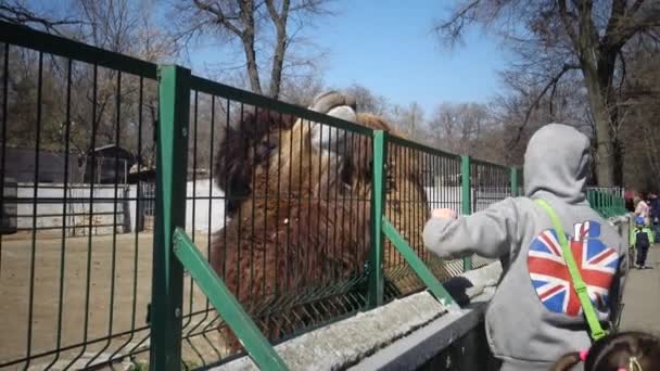 Ukrajina Oděsa Zoologická Zahrada Dubna 2019 Návštěvníkům Zoologické Zahrady Poskytováno — Stock video