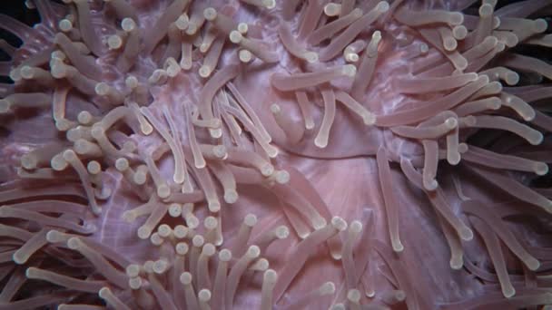 Heteractis Magnifica Magnificent Sea Anemone Also Known Ritteri Anemone — Stock Video