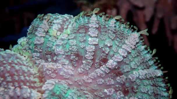 Discosoma Syn Actinodiscus Comúnmente Conocido Como Anémona Hongo Coral Hongo — Vídeos de Stock