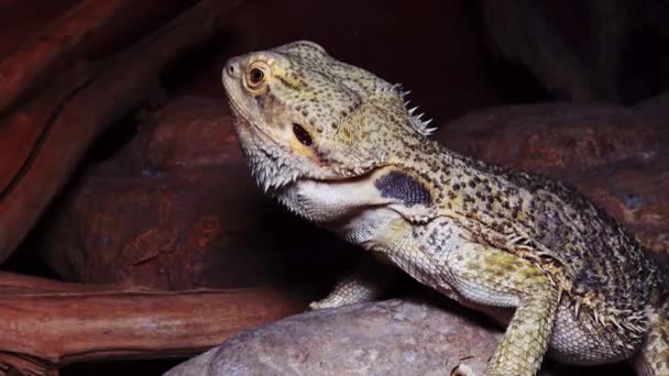 Pogona Vitticeps Lagarto Agamid Dragón Barbudo — Vídeo de stock