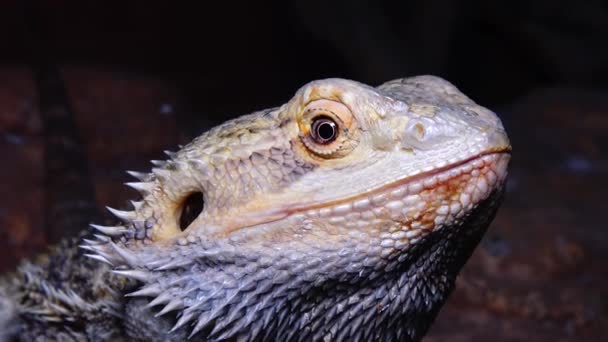 Pogona Vitticeps Agamid Hagedis Bebaarde Draak — Stockvideo