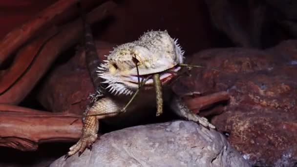 Pogona Vitticeps Lagarto Agamid Dragón Barbudo — Vídeos de Stock