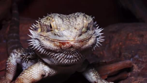 Pogona Vitticeps Agamid Lizard Bearded Dragon — Stock Video