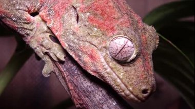 Mniarogekko chahoua yosunlu Yeni Kaledonya kertenkelesi olarak bilinir, kısa burunlu Yeni Kaledonya kertenkelesi, Bavay 'ın dev kertenkelesi