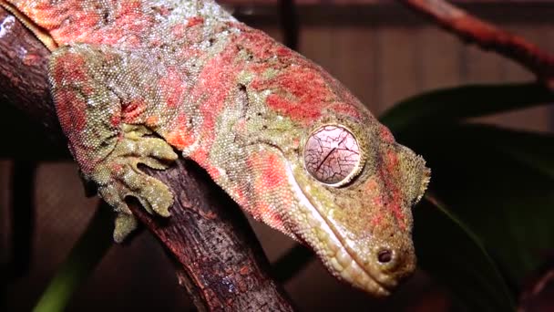 Mniarogekko Chahoua Commonly Known Mossy New Caledonian Gecko Short Snouted — Stock Video