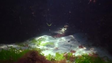 Karadeniz 'de deniz yosunlarıyla kaplı taşların arasında kumlu bir deniz tabanında parlayan güzel güneş..