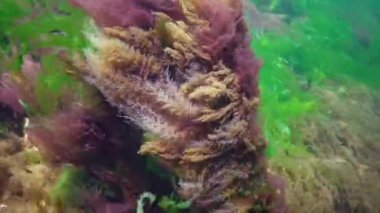 Obelia Hidroid Polipleri, Karadeniz 'deki deniz tabanında yeşil ve kırmızı algler ile çevrili. Su altı manzarası.