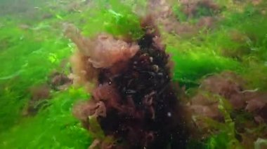 Karadeniz 'deki deniz tabanında yeşil ve kırmızı alglerle çevrili midyeler. Su altı manzarası.