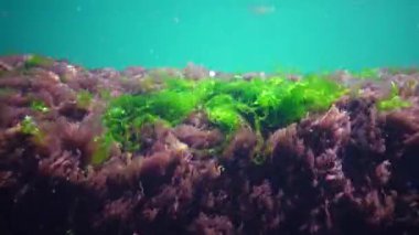 Karadeniz 'de deniz tabanında bulunan kırmızı, yeşil ve kahverengi algler (Porphyra, Enteromorpha, Ulva). Karadeniz 'deki sualtı manzarası.