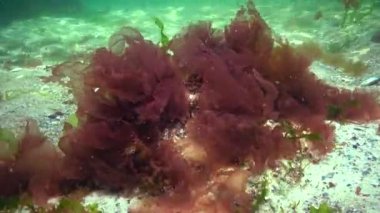 Karadeniz 'de deniz tabanında bulunan kırmızı, yeşil ve kahverengi algler (Porphyra, Enteromorpha, Ulva). Karadeniz 'deki sualtı manzarası.