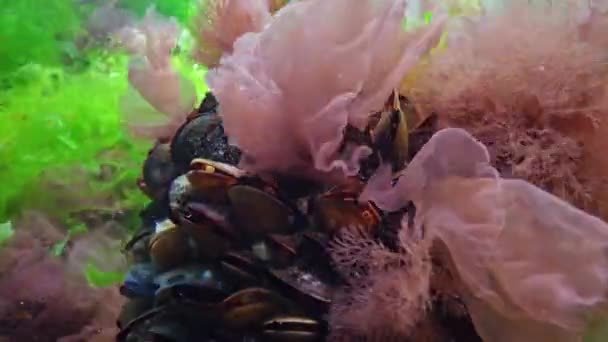 Mussels Surrounded Green Red Algae Seabed Black Sea Underwater Landscape — Stock Video
