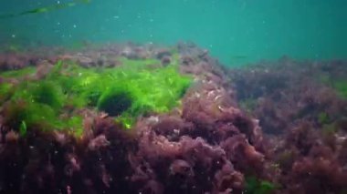 Karadeniz 'de deniz tabanında bulunan kırmızı, yeşil ve kahverengi algler (Porphyra, Enteromorpha, Ulva). Karadeniz 'deki sualtı manzarası.