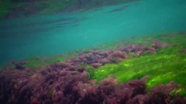 Karadeniz 'de deniz tabanında bulunan kırmızı, yeşil ve kahverengi algler (Porphyra, Enteromorpha, Ulva). Karadeniz 'deki sualtı manzarası.