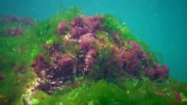 Karadeniz 'de deniz tabanında bulunan kırmızı, yeşil ve kahverengi algler (Porphyra, Enteromorpha, Ulva). Karadeniz 'deki sualtı manzarası.