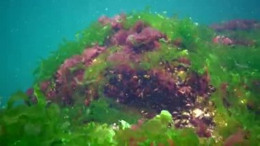 Karadeniz 'de deniz tabanında bulunan kırmızı, yeşil ve kahverengi algler (Porphyra, Enteromorpha, Ulva). Karadeniz 'deki sualtı manzarası.