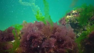 Karadeniz 'de deniz tabanında bulunan kırmızı, yeşil ve kahverengi algler (Porphyra, Enteromorpha, Ulva). Karadeniz 'deki sualtı manzarası.