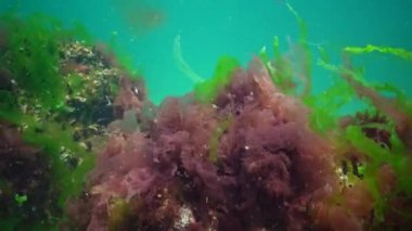 Karadeniz 'de deniz tabanında bulunan kırmızı, yeşil ve kahverengi algler (Porphyra, Enteromorpha, Ulva). Karadeniz 'deki sualtı manzarası.