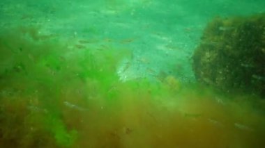 En küçük pelajik goby. Deniz yosunlarının çalılıklarında şeffaf goby (Aphia dakika)