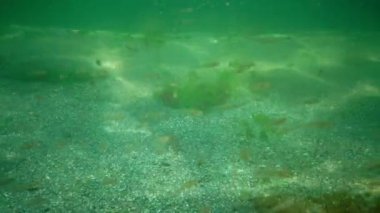 En küçük pelajik goby. Deniz yosunlarının çalılıklarında şeffaf goby (Aphia dakika)