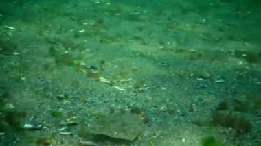 Genç balık bocalayıp deniz tabanındaki kumda gizlenmiş taklitçi, kılık değiştirmiş. Karadeniz