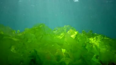 Karadeniz 'deki sualtı manzarası. Güneşin altındaki deniz tabanında yeşil, kırmızı ve kahverengi algler fırtına sırasında salınan algler.