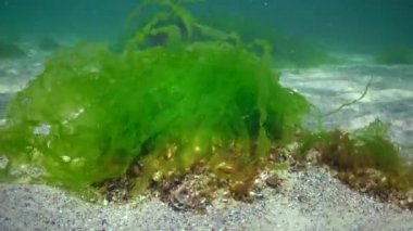 Karadeniz 'deki sualtı manzarası. Deniz tabanında yeşil, kırmızı ve kahverengi algler fırtına sırasında salınan algler.