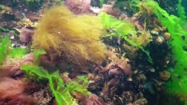 Karadeniz 'deki sualtı manzarası. Deniz tabanında yeşil, kırmızı ve kahverengi algler fırtına sırasında salınan algler.