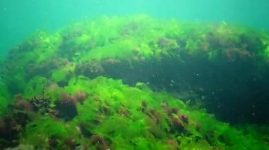 Karadeniz 'deki sualtı manzarası. Deniz tabanında yeşil, kırmızı ve kahverengi algler fırtına sırasında salınan algler.
