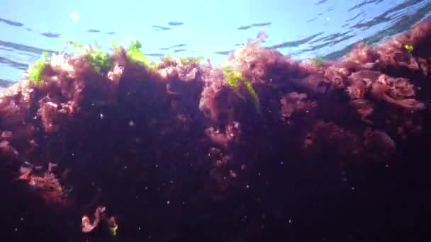 黒海の海底にある赤 茶色の藻 ポルフィラ エンテロモルファ ウルヴァ 黒海の水中風景 — ストック動画