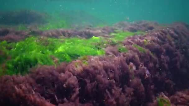 Rode Groene Bruine Algen Zeebodem Zwarte Zee Porphyra Enteromorpha Ulva — Stockvideo