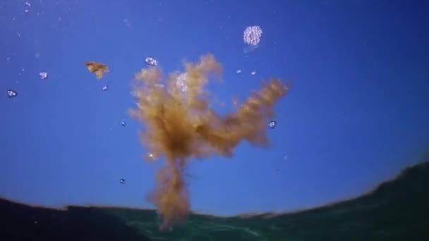Καφέ Φύκια Κολυμπούν Στη Στήλη Νερού Της Μαύρης Θάλασσας Υποβρύχια — Αρχείο Βίντεο