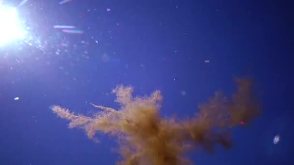 Der Wassersäule Schwarzen Meer Schwimmen Braunalgen Unterwasserlandschaft Blaues Wasser — Stockvideo