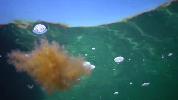 Hnědé Řasy Plavou Vodním Sloupci Černém Moři Podvodní Krajina Modrá — Stock video