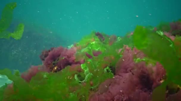 Rode Groene Bruine Algen Zeebodem Zwarte Zee Porphyra Enteromorpha Ulva — Stockvideo