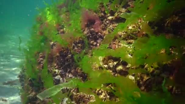 Rode Groene Bruine Algen Zeebodem Zwarte Zee Porphyra Enteromorpha Ulva — Stockvideo