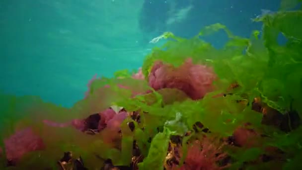 Rode Groene Bruine Algen Zeebodem Zwarte Zee Porphyra Enteromorpha Ulva — Stockvideo