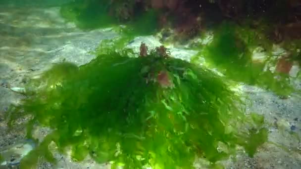Rot Grün Und Braunalgen Auf Dem Meeresboden Schwarzen Meer Porphyra — Stockvideo