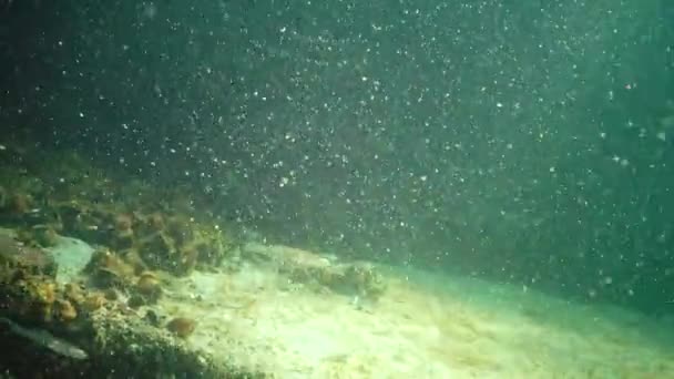 Najmniejszy Goby Pelagiczny Przezroczysty Goby Aphia Minuta Zaroślach Wodorostów Morskich — Wideo stockowe