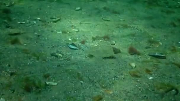 Jeune Poisson Plie Kalkan Déguisé Sur Sable Sur Fond Marin — Video