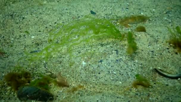 Jeune Poisson Plie Kalkan Déguisé Sur Sable Sur Fond Marin — Video