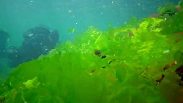 Underwater Landscape Diver Touches Hands Green Algae Enteromorpha Growing Stone — Stock Video