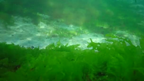 Underwater Landscape Diver Touches Hands Green Algae Enteromorpha Growing Stone — Stock Video