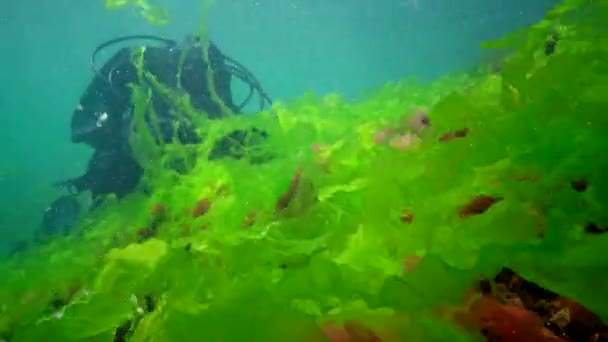 Paysage Sous Marin Plongeur Touche Mains Algues Vertes Enteromorpha Grandir — Video