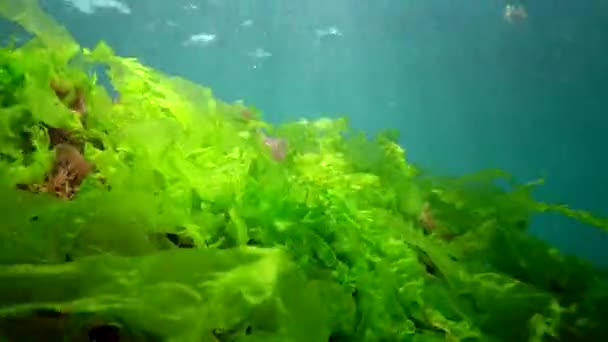 Undervattenslandskap Svarta Havet Gröna Röda Och Bruna Alger Havsbotten Solen — Stockvideo
