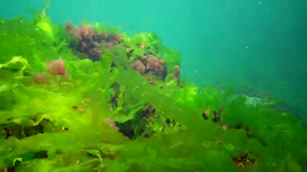 Paisaje Submarino Mar Negro Algas Verdes Rojas Marrones Fondo Del — Vídeo de stock