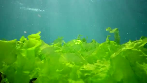 Unterwasserlandschaft Schwarzen Meer Grün Rot Und Braunalgen Auf Dem Meeresboden — Stockvideo