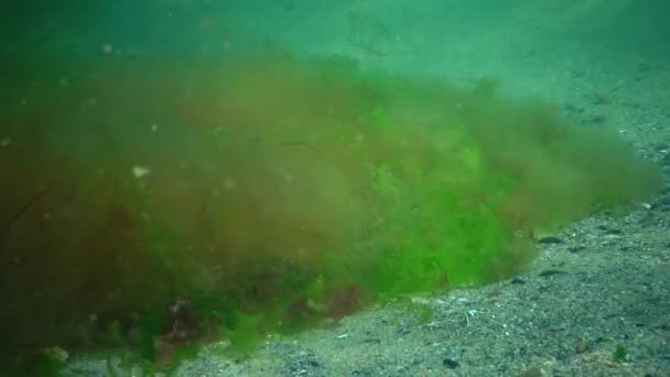 黒海の水中風景 海底の緑 茶色の藻類 嵐の間にぶら下がる藻類 — ストック動画